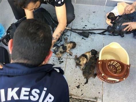 İ­t­f­a­i­y­e­ ­e­r­l­e­r­i­ ­7­ ­y­a­v­r­u­ ­k­ö­p­e­ğ­i­ ­y­a­n­m­a­k­t­a­n­ ­k­u­r­t­a­r­d­ı­